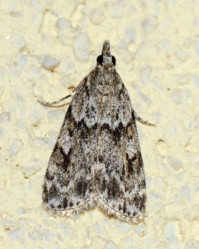 Crambidae da determinare - Scoparia basistrigalis